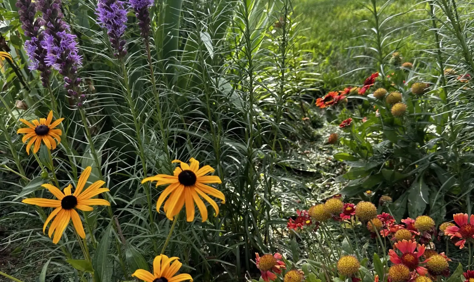 Native wildflowers including black-eyed Susans, blanket flowers, and liatris in a Springfield garden