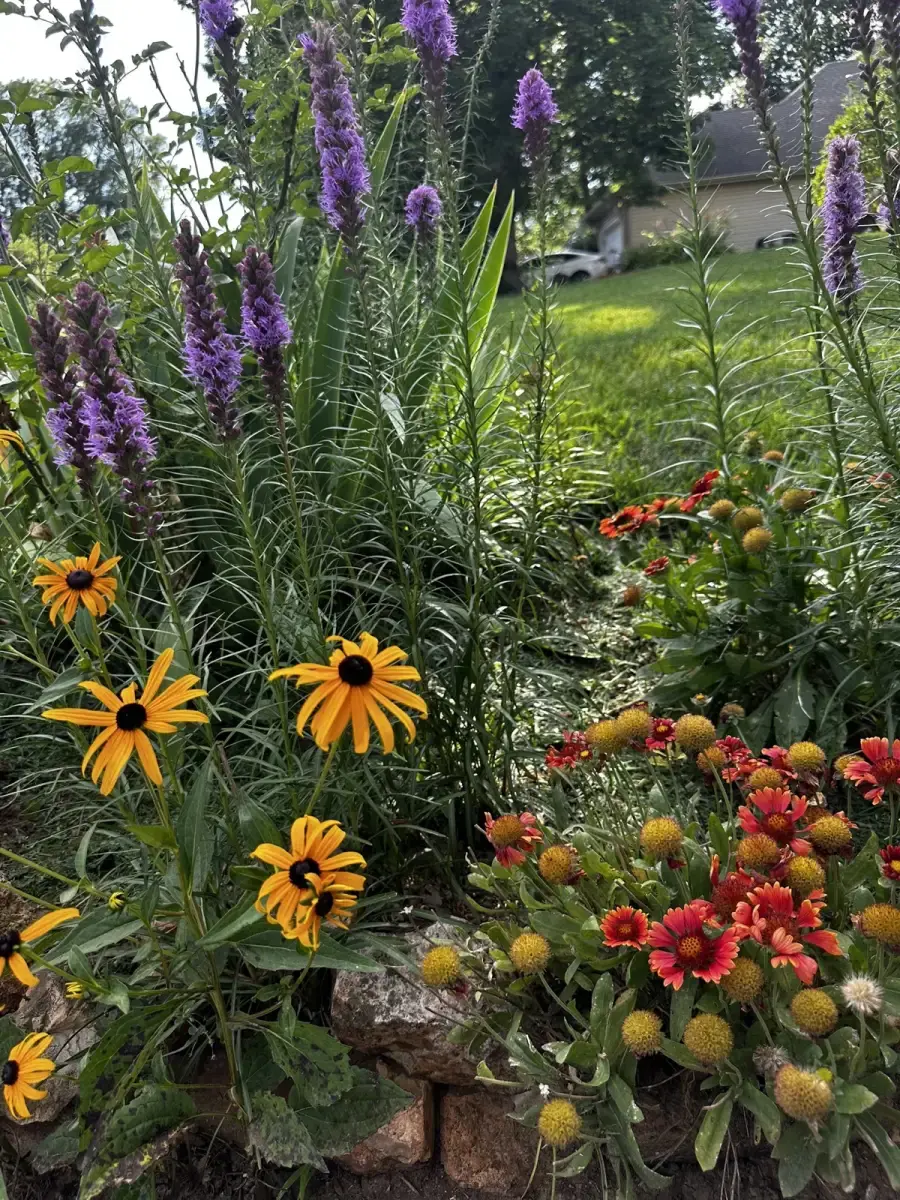 Native wildflowers including black-eyed Susans, blanket flowers, and purple liatris in a Springfield garden