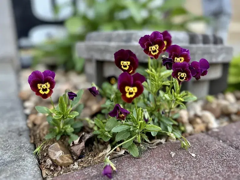 Purple and yellow pansies growing between a sidewalk and curb in Springfield, MO